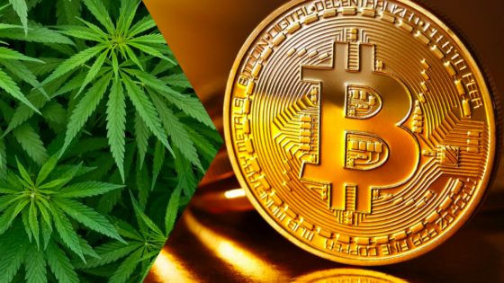 CANNABIS INVESTING: CRYPTOCURRENCY OR CANNABIS?